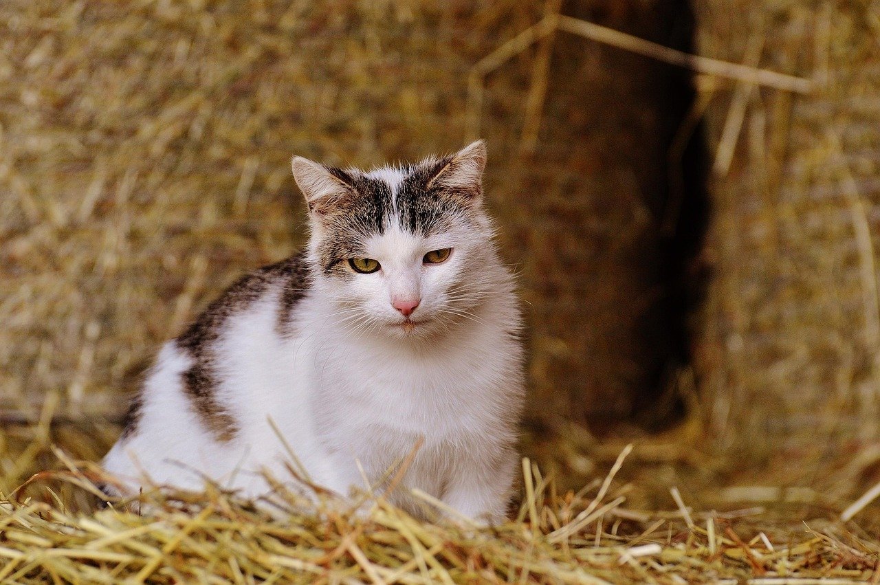 Farming Simulator 25 Beans & Alpacas muestra sus primeras novedades 4 Gato futuro animal en farming simulator 25